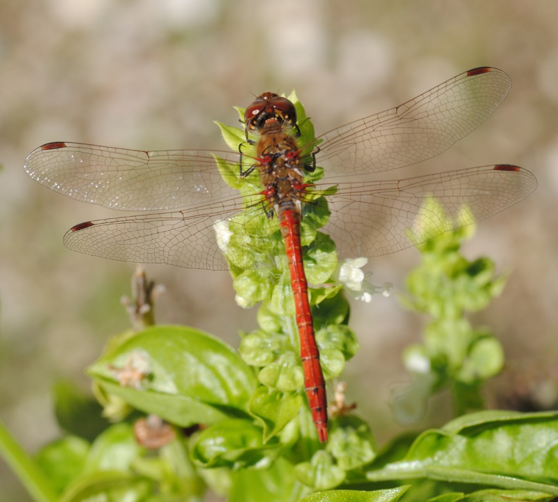 Id. - Sympetrum ?